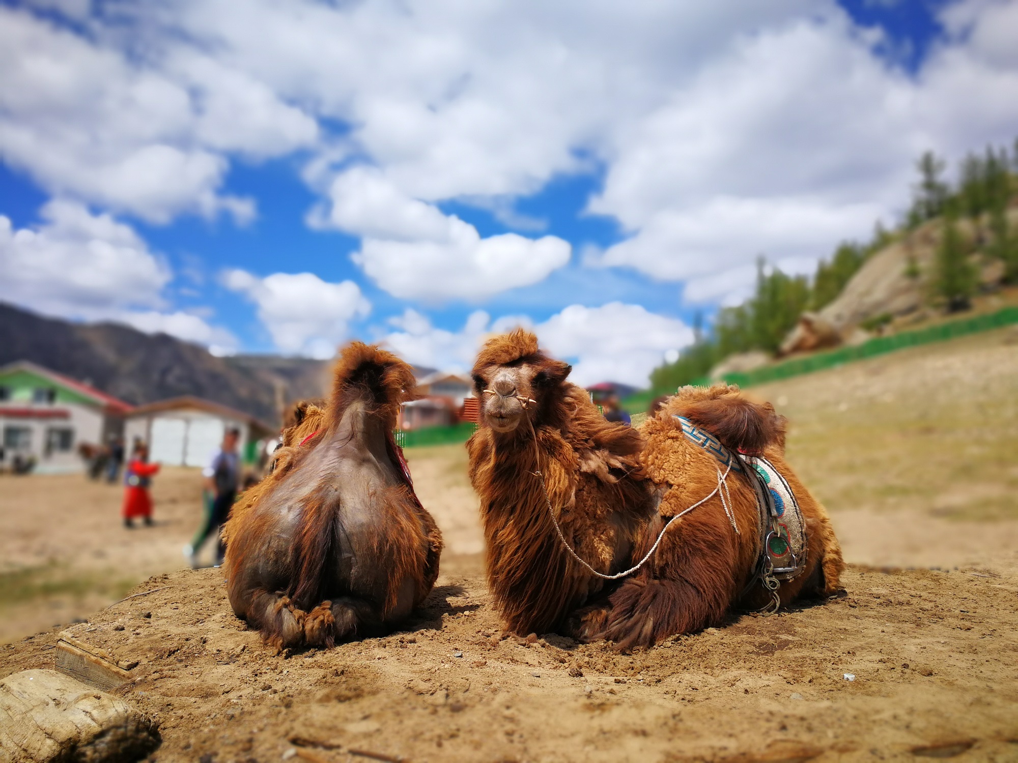 Horse or Camel Riding - Escape To Mongolia