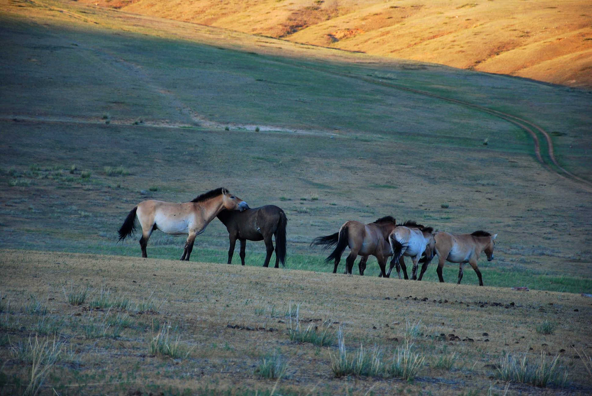Travel Review Hustai National Park Escape To Mongolia