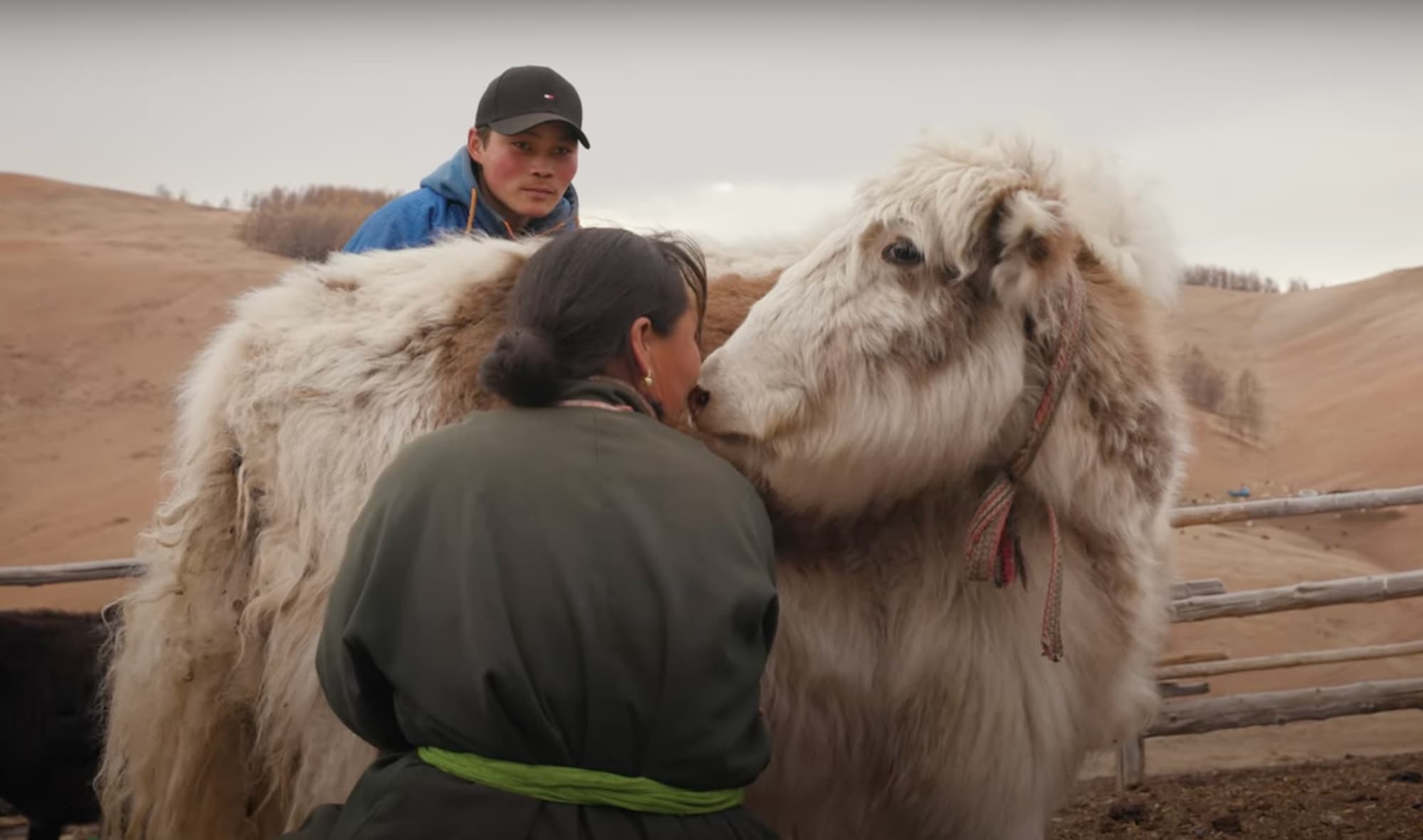 Nomadic herders in the northern Mongolian plateau with yaks.