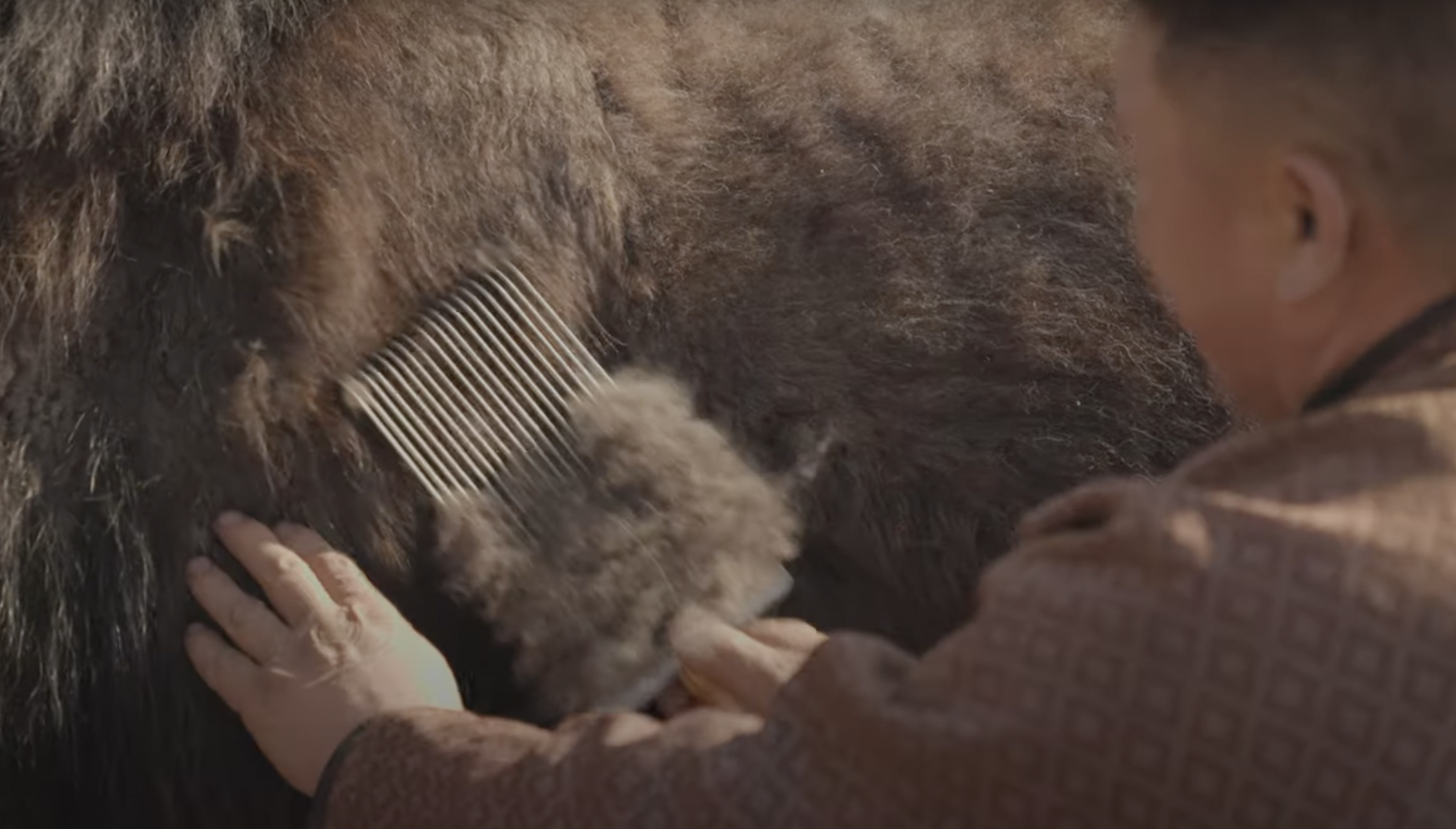 Combing yak hair before the process of spinning and weaving yak wool.